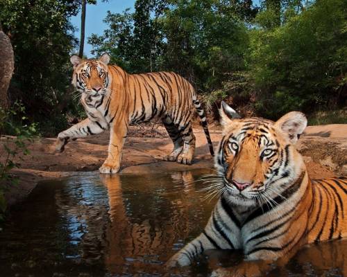 Тигры, хищники, вода - Животные