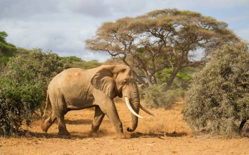 Слон, бивни, африка - Животные