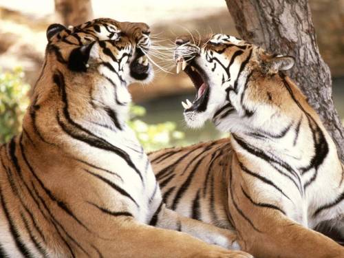 Злые тигры - Животные