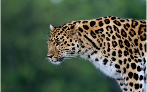 Леопард, дикий хищник - Животные