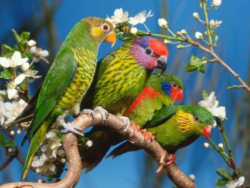Зеленые волнистые попугаи - Животные