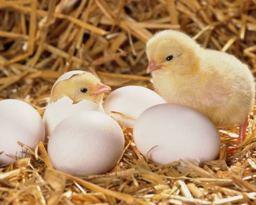 Цыплята, яйца, рождение - Животные