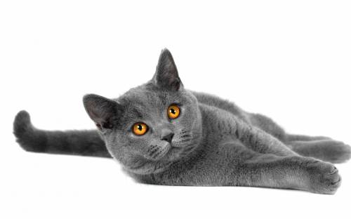 Серая кошка с желтыми глазами - Животные