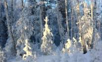 Белый деревья, снег, лес