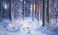 Лес, зима, деревья