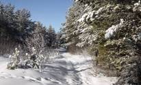 Природа, снег, пейзаж, деревья