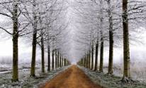Деревья, снег, дорога
