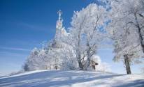 Фото деревья в снегу