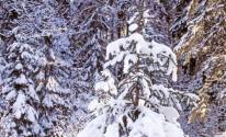 Фото елки под снегом