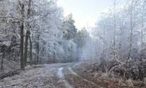 Дорога, лес, зима
