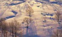 Деревья на фоне снега