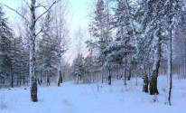 Фото зимний лес