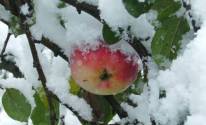 Фото зимнее яблоко