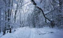 Красоты зимнего леса