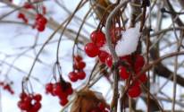 Фото зимние ягоды