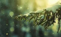 Веточка елки со снегом