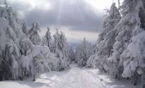 Фото зимнего леса