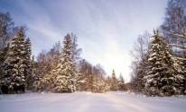 Зимние фото леса