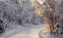 Лес, красота, природа, зима