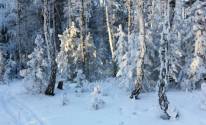 Очень красивая зима в лесу