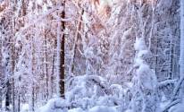 Зима, деревья, много снега