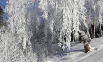 Красивое дерево в снегу