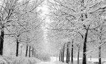 Белые деревья, дорога, снег