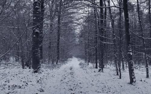 Зимняя дорога через лес - Зима