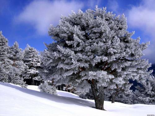 Деревья в снегу - Зима