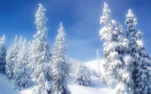 Красавицы елки - Зима