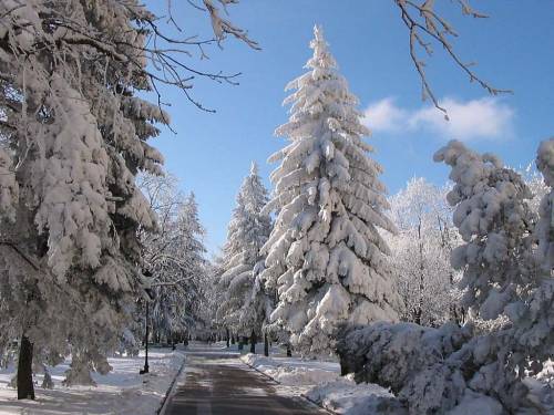 Фото белые елки - Зима