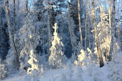 Белый деревья, снег, лес - Зима