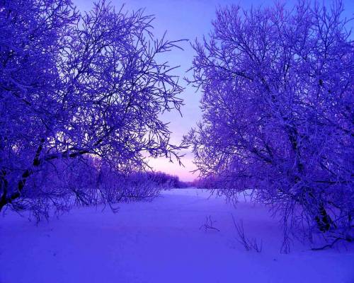 Природа в синем цвете - Зима