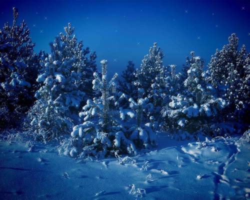 Красивый елочки - Зима