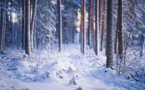 Лес, зима, деревья - Зима
