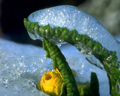 Замерзший цветок - Зима