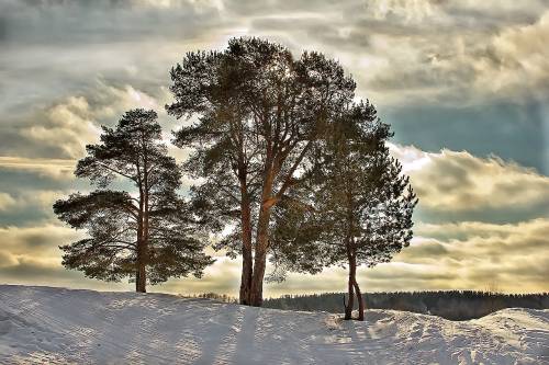 Природа, сосны, большие деревья - Зима