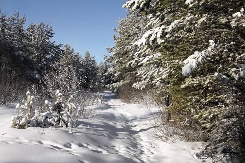 Природа, снег, пейзаж, деревья - Зима