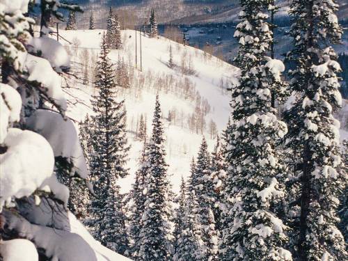 Высокие елки в снегу - Зима