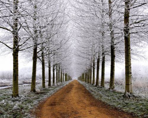 Деревья, снег, дорога - Зима