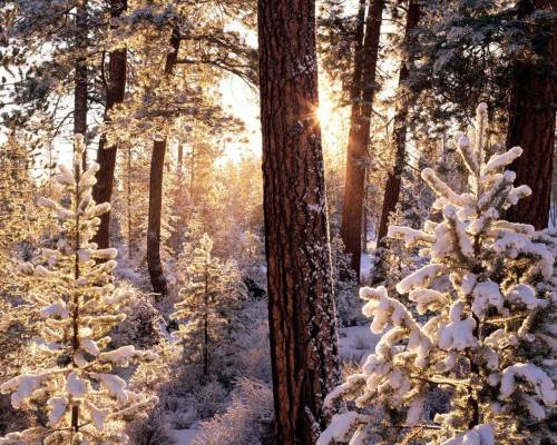 Фото зимний лес - Зима