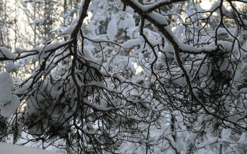 Ветви в снегу - Зима