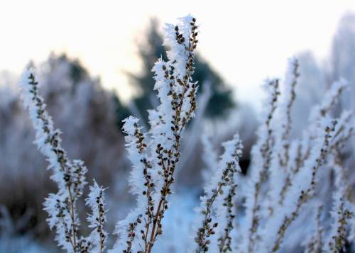 Фото растение в снегу - Зима