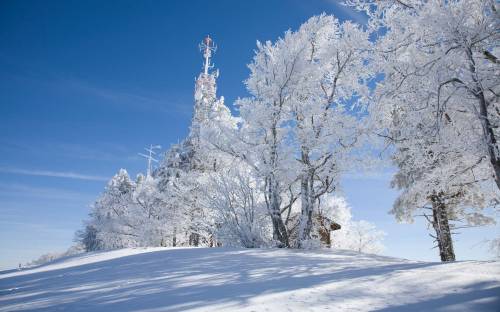 Фото деревья в снегу - Зима