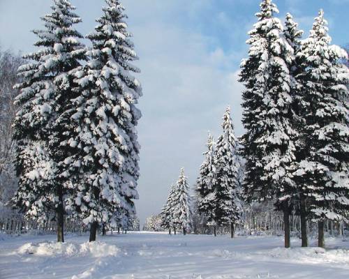 Зимние елки - Зима
