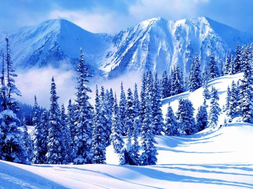 Пейзаж с елками - Зима