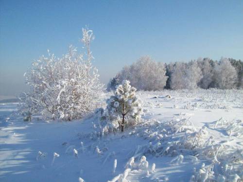 Фото зимняя поляна - Зима