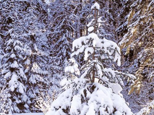 Фото елки под снегом - Зима