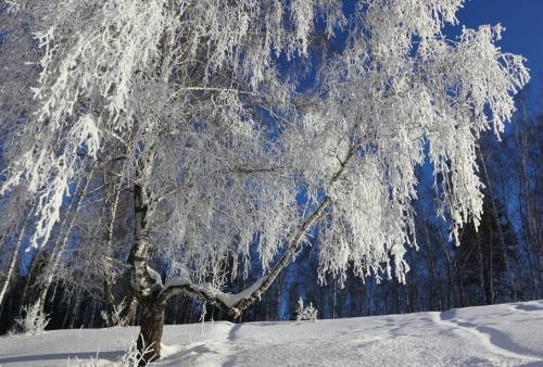 Снег, природа, про зиму - Зима