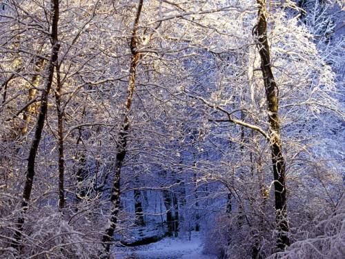 Снежный лес - Зима